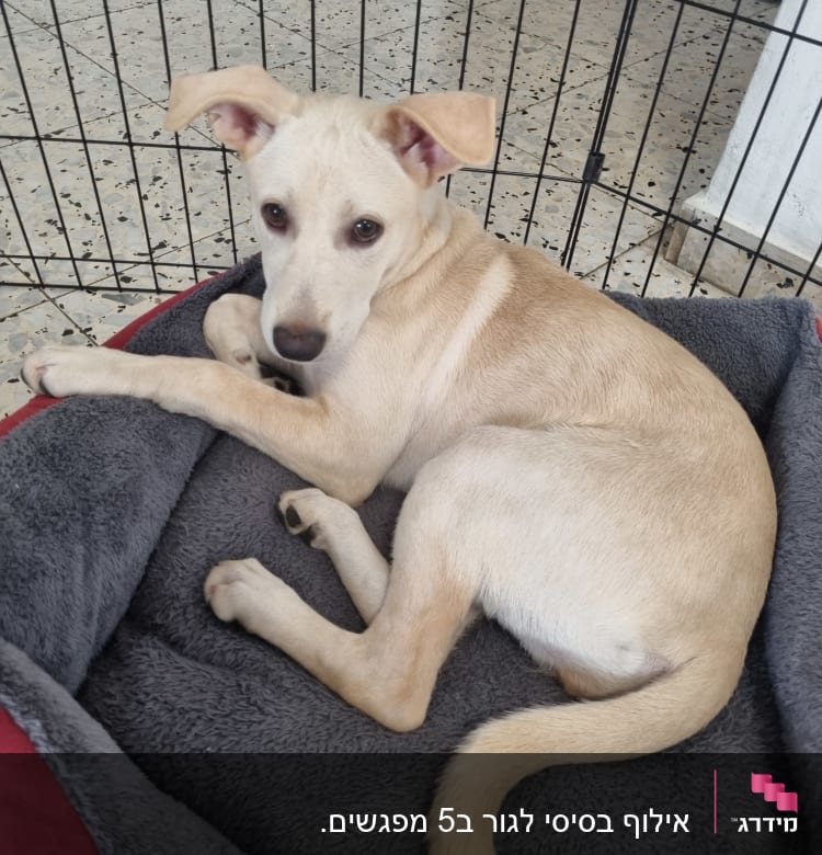 כלב שוכב במיטה בתוך גדר אימון